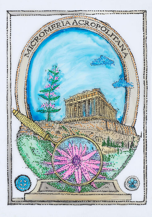 "Looking for the flower of the Acropolis"