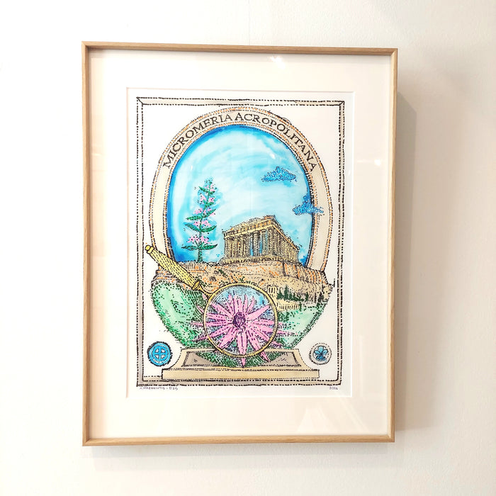 "Looking for the flower of the Acropolis"